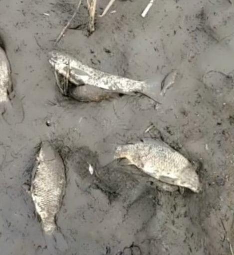 芦苇荡|小小的芦苇荡, 水干了才知道, 原来里面藏了这么多美味珍品