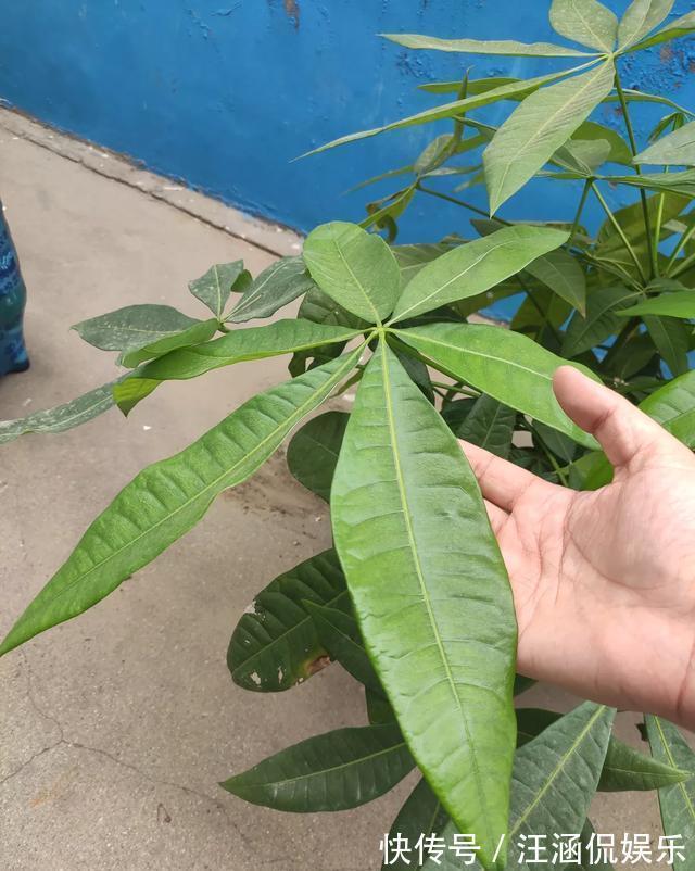 施肥|秋季养发财树，施肥要注意，提前用点“抗冻肥”，植株健壮更耐寒