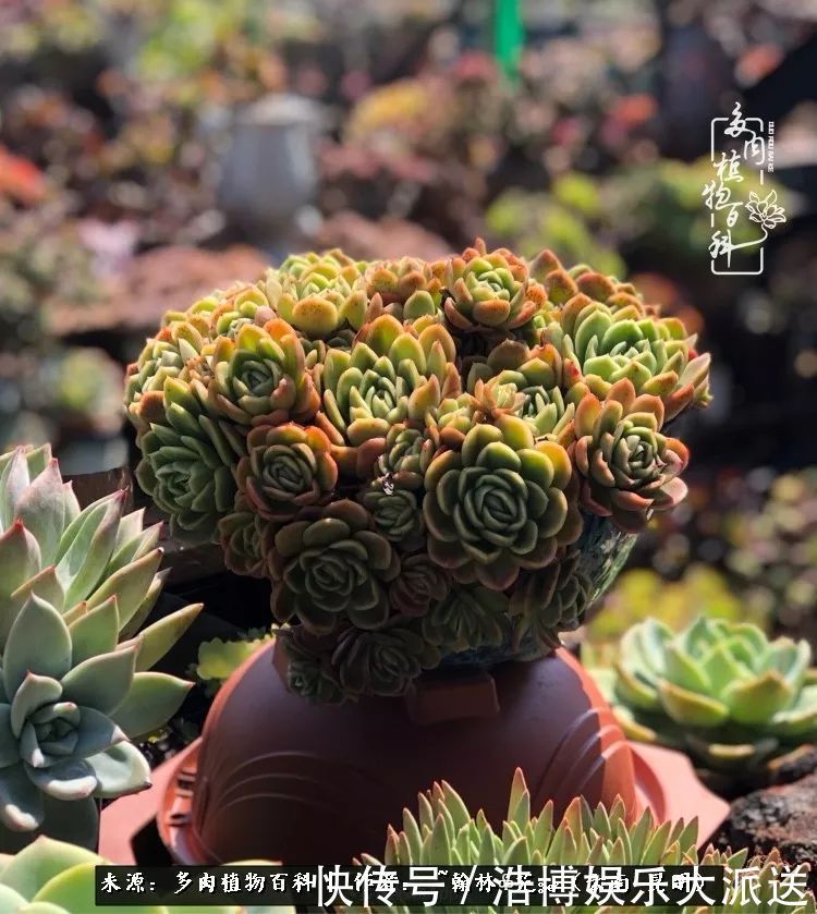 挂区|因为多肉，背井离乡来到开挂区，多肉变好看，小伙变大叔！