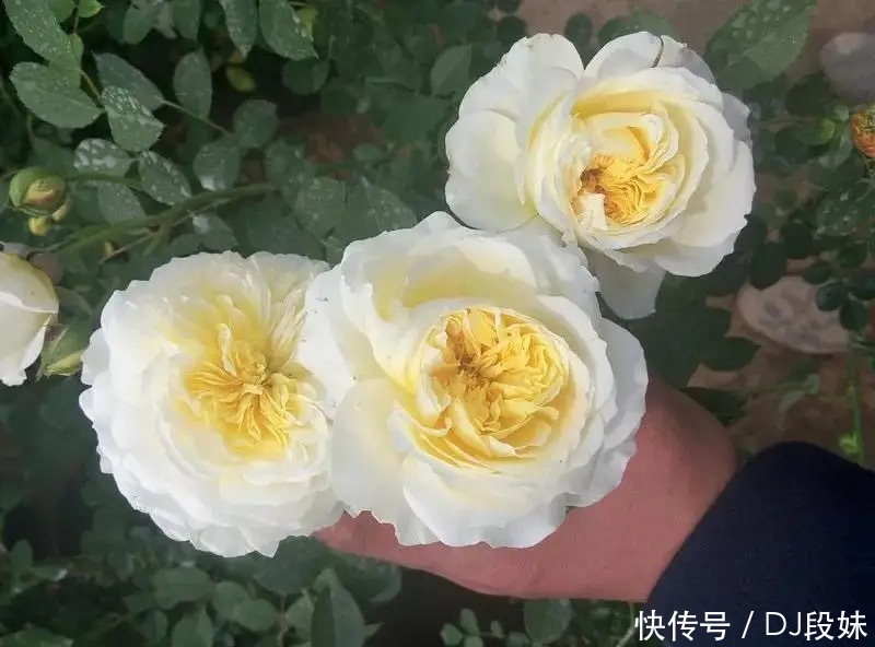 盘点容易混淆的黄花月季品种，能分清其中五个，你就是养花大神