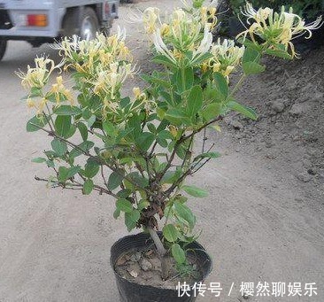 金银花|暑假回老家若遇到这种树,一定要偷偷挖回家种!价值连城