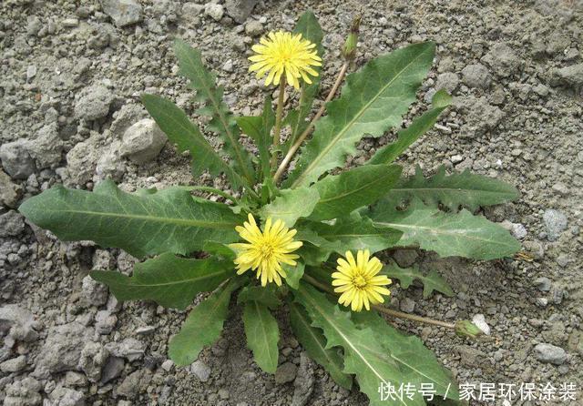 家里有条件养这3种花，开花漂亮价值高，一克就能几百元