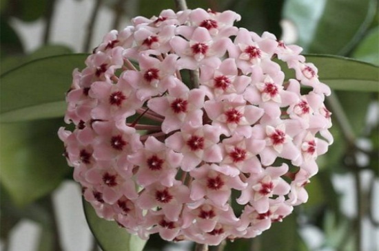 耐阴又容易开花的植物有哪些考拉园艺网带你了解这4种花卉