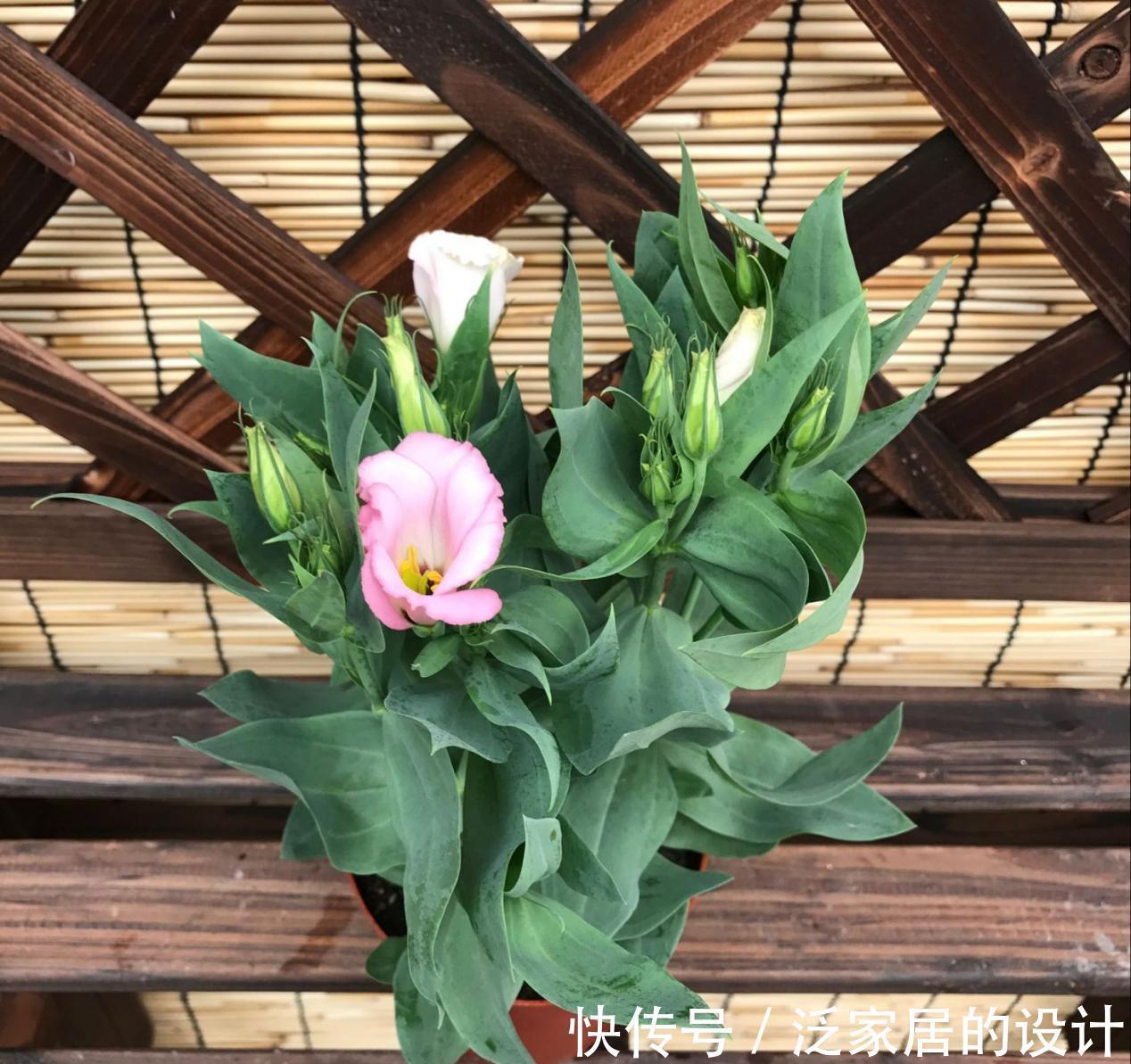 土壤|养花没有养分来源?学会这方法,一些树皮就能轻松搞定问题