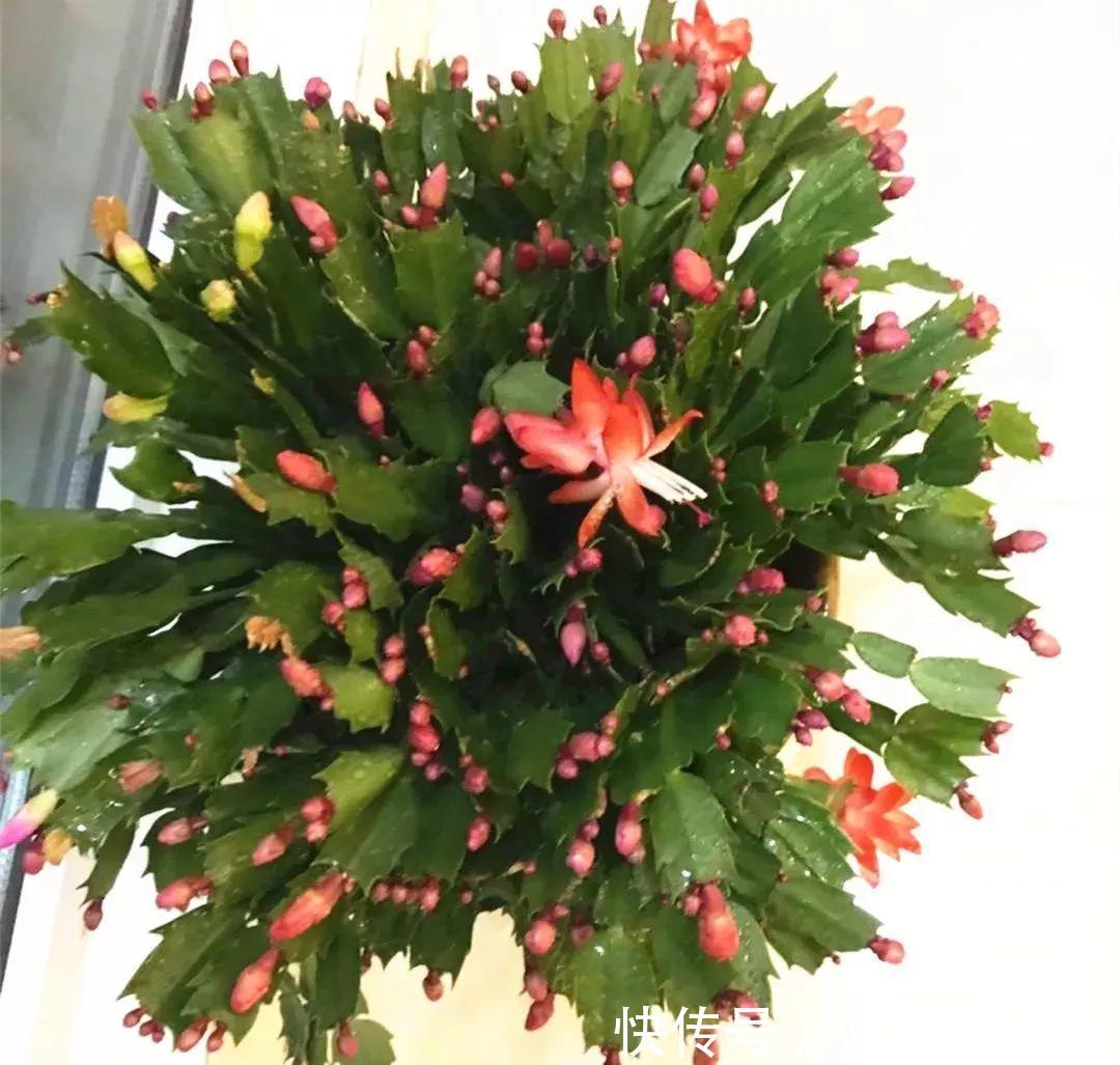 君子兰|老花农1句话,茶花养的花大叶绿,比看书还长知识!