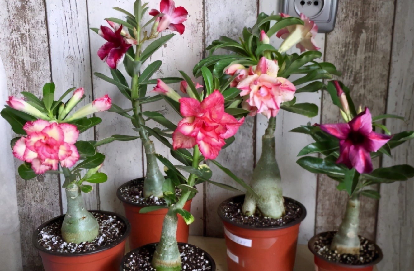 沙漠玫瑰|养花贵精不在多,3种花入手不后悔,谁看了都喜欢