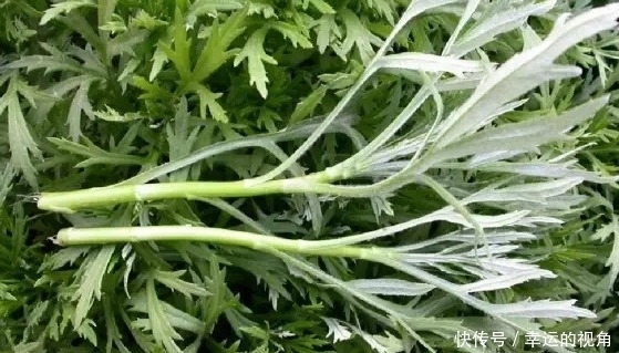 细腻|女性不想老的太快,常吃此菜,视力越来越好,皮肤细腻有弹性