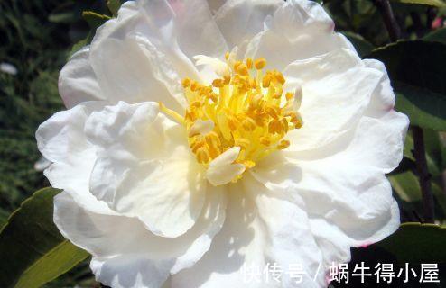 白天鹅|农历7月12日开始，养花养个耐看的，花开爆盆美如花，年年开爆盆