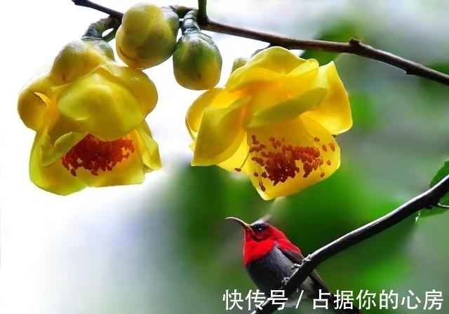 花朵|此花被誉为“植物黄金”,营养丰富,家里养一盆观赏食用皆可