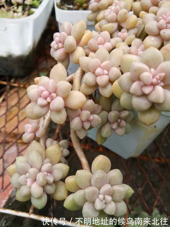 60种多肉图鉴及养护要点，1分钟学会，超全超实用！