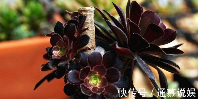 多肉不能随便养，挑这3个品种，三五年成老桩，价值涨了不少