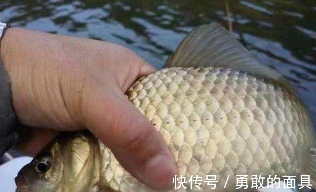 冬季鱼难钓?教你3招,让你连杆上大板鲫