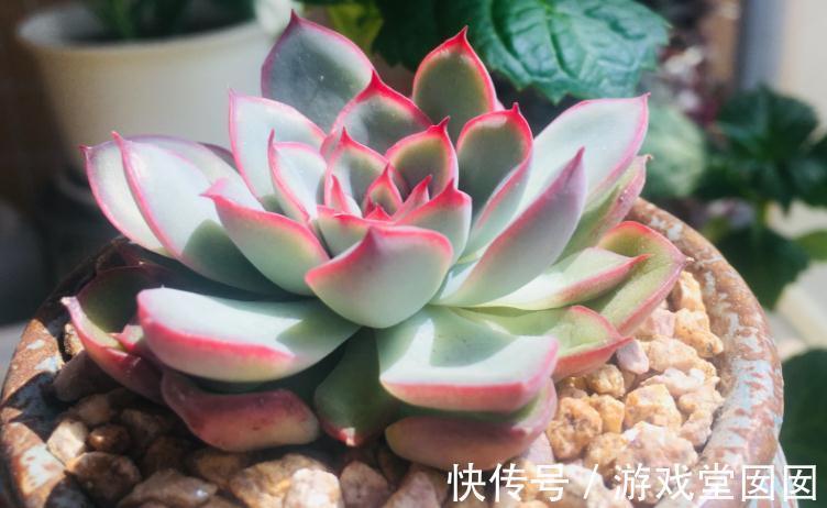 冬天买多肉,虽然价钱便宜,但不注意这些,却难服盆、易伤亡