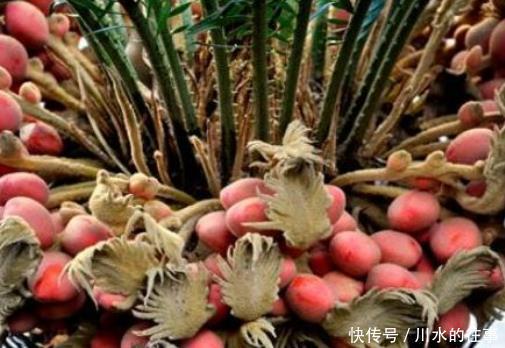 咳嗽|冬季总是容易咳嗽,此果坚持每天吃2个,清润肺部、止咳化痰