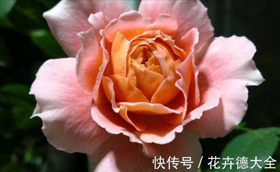 值得入手的6款月季花，花型标准花期长，漂亮又好养，阳台也能种