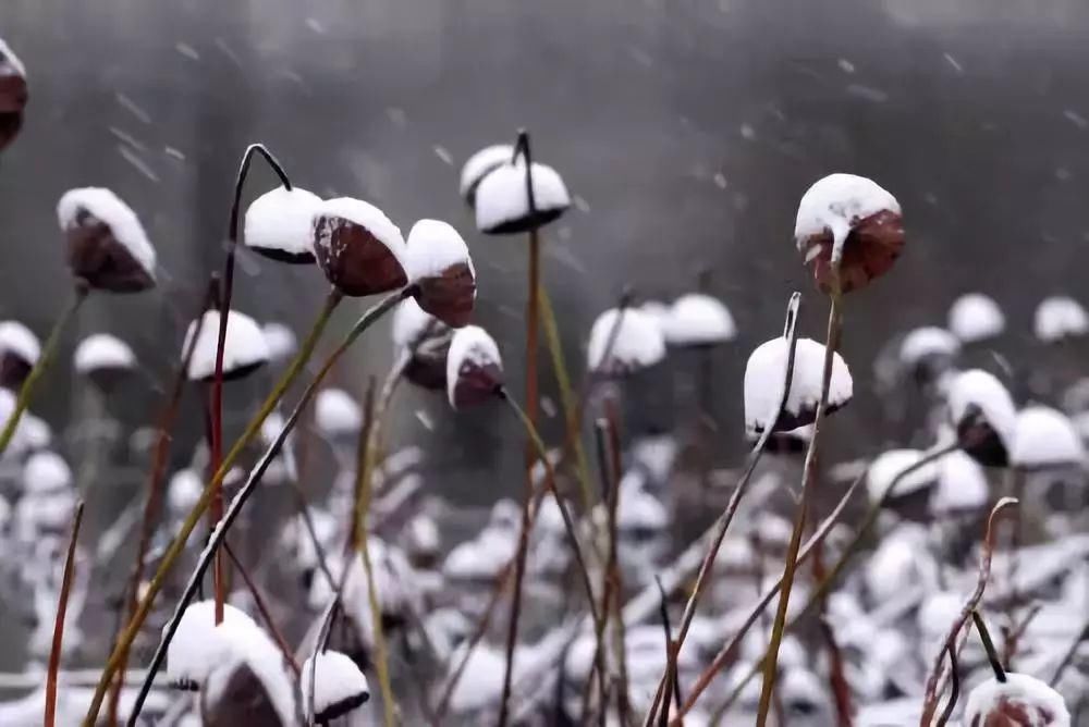  安康|今日大雪，愿君安康！