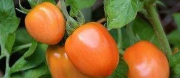 每天晚上多吃几种食物，排毒养颜，滋润皮肤，有益健康