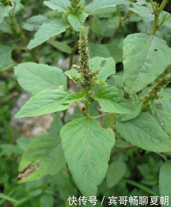 野生植物|它是高血压与近视眼的克星,学名凹头苋,农村遍地是,遇见别错过