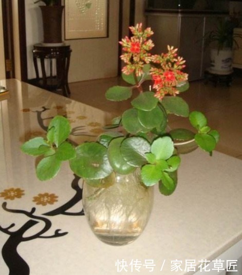 此3种花,看起来非常难养,但其实只需“1杯水”,就能养爆盆