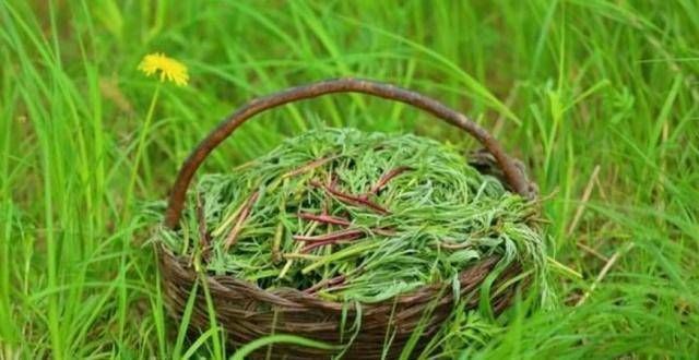 乡下河边的一种野草不懂的人认为这是杂草事实上，这是国宴独有的
