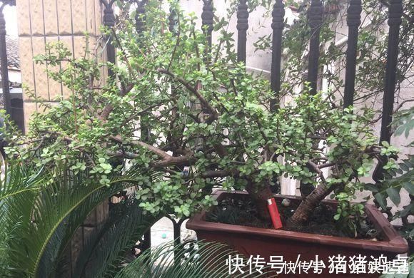 老桩|路边捡棵“小老桩”,回家浇点水,养了半个月,原来是盆金枝玉叶
