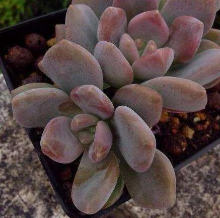 养多肉,就养3种“美人”,叶肥、颜色亮,一年到头“肉嘟嘟”