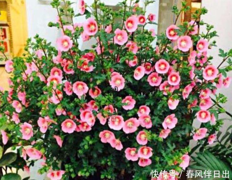 4种花是懒人的最爱,有阳光就爆盆,好养易活颜值高