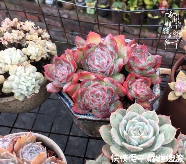 静夜|养多肉三年多,初见惊鸿!累并快乐着!养多肉三年多,初见惊鸿!累并快乐着!