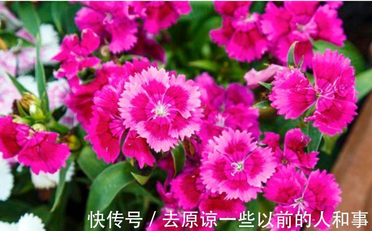 3种花很适合阳台养,花香四溢,开花旺,养庭院,十里飘香