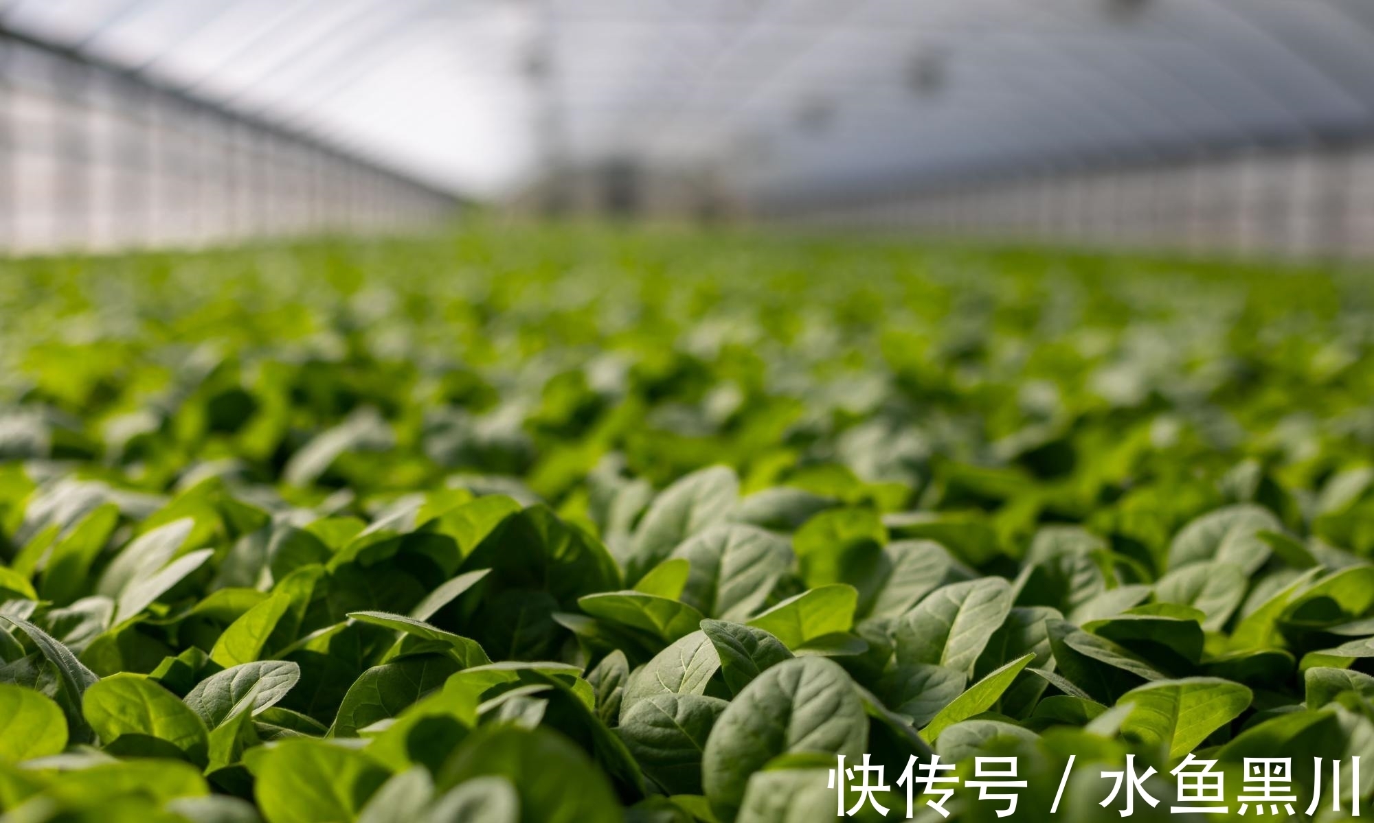 马谡#10句流传很广的民俗谚语,句句大白话,却讲出基本的为人处世道理