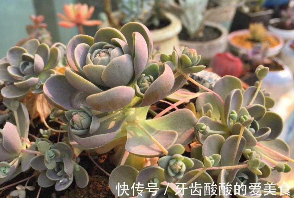土壤|初冬养多肉,有这4款别急着往屋里搬,冻一冻,茎叶更肥美