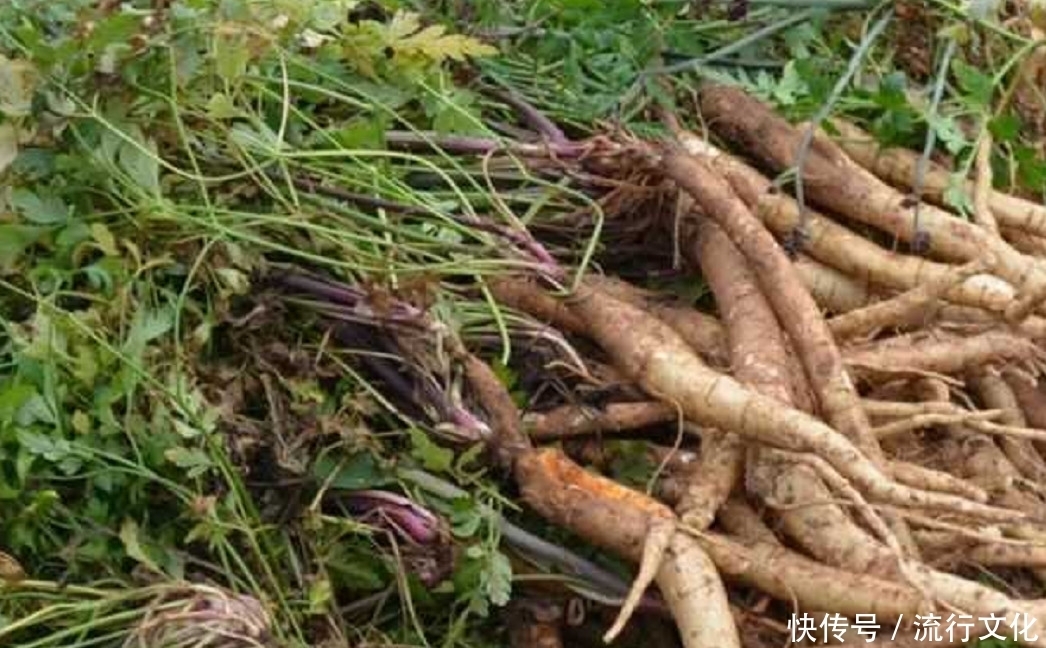 如今|农民曾把它当“白萝卜”如今价格一斤180元,药用价值非常高