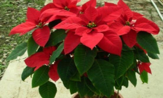 花市里的几种花,虽然好看,但是容易引起过敏要小心