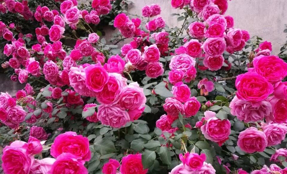 牡丹花|3款值得盆栽的“长期花”,年年开花200多天,花朵个大色泽艳丽