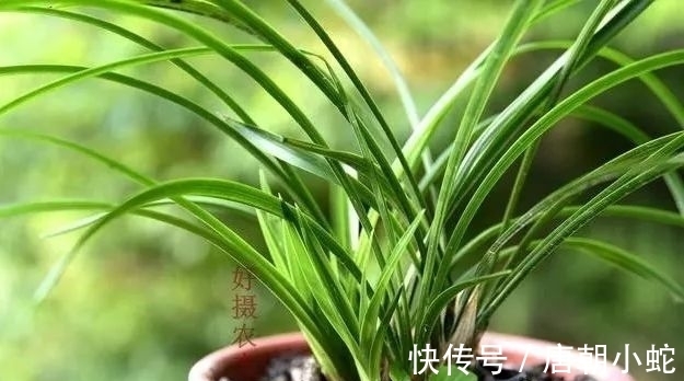 肥料|兰花生命力很强,决定能否种植成活的,并不是土壤与肥料