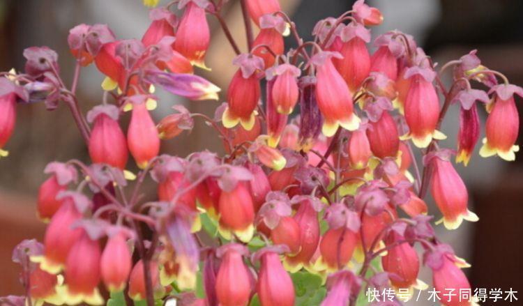 4种花养家里,比牡丹美,一年到头开不停,天天看“花海”!