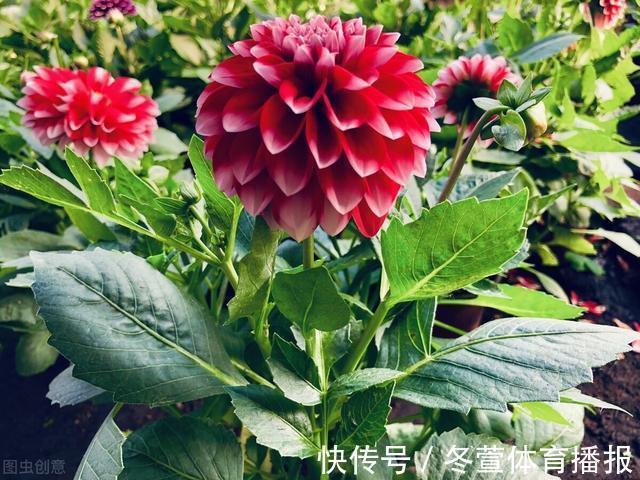 四季海棠|建议大家:逛花市碰到5种花,别犹豫,虽然便宜但巨好养