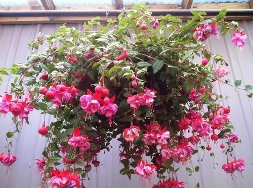 别养绿萝吊兰了,3种花剪根枝,插水里能活,开花一大片!