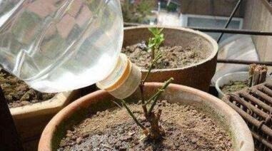 盆栽|水里加点“它”，盆土越浇越“透气”，10年不换盆，花也旺，养根