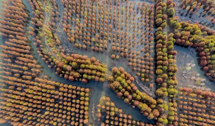 地杉树林景|美图｜湿地杉林色彩斑斓