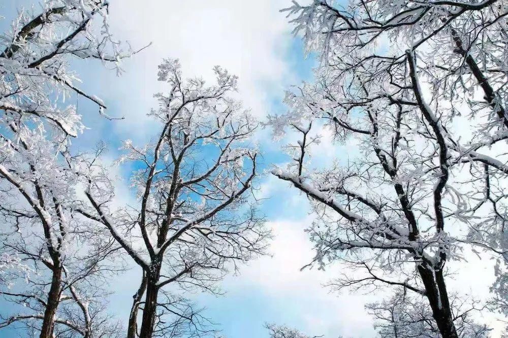 美成|美炸了！雪后鬼谷岭雾凇云海，银装素裹美成仙境！