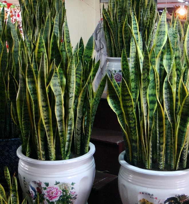 土壤|立春后,虎皮兰迟迟不出芽怎么办?满足4点,侧芽接连往外冒