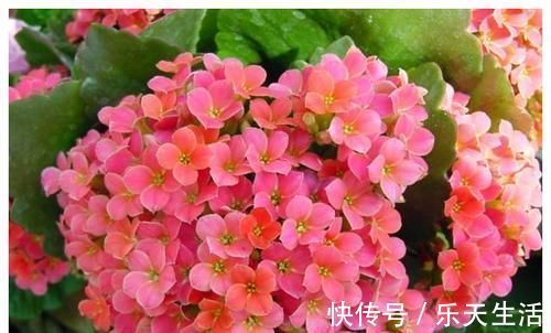 花卉|什么淘米水、黄豆水都不如1勺小粉末,一月给花用一次,花量翻倍