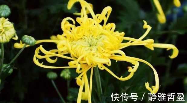 养肝|菊花配上此物，排毒养肝，给你的小肝肝洗个澡，效果非常好