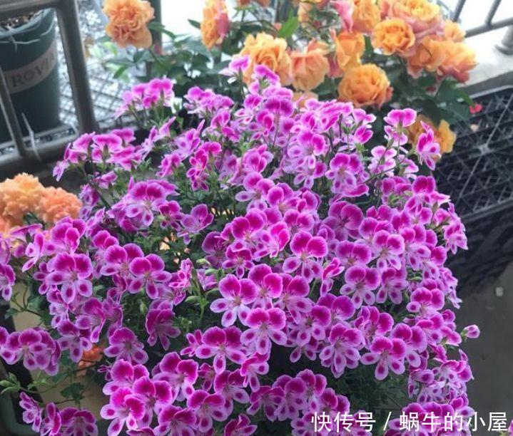 月季|此款花卉便宜又好养,花色艳丽,花瓣层层叠叠,一养就上瘾!