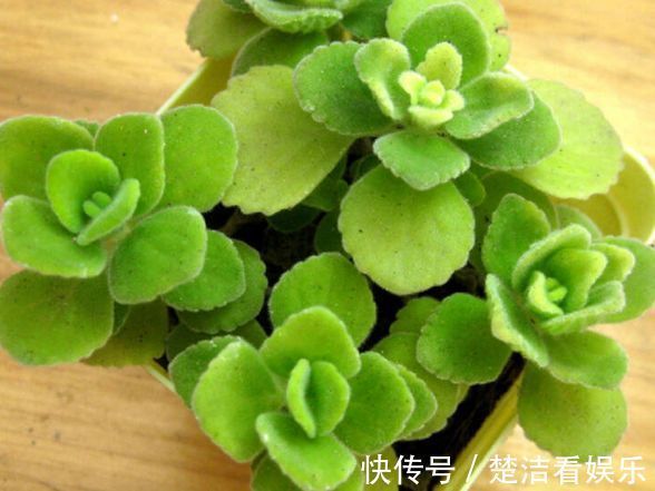 喜欢玫瑰，就养盆“高端品种”假日公主，花姿贵气，寓意美好