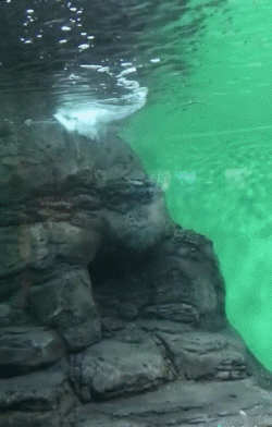 |搞笑GIF段子:高手在民间,老大哥跳的好啊