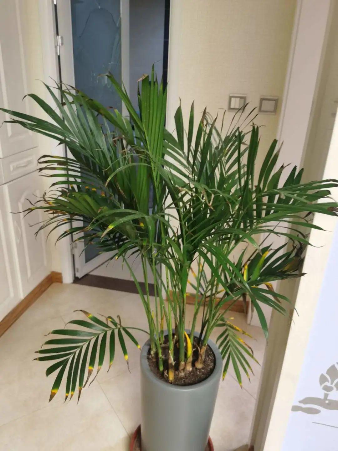 大叶|10种花越高越值钱，能长到2米，大高个霸气镇宅！