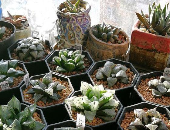 玉露|在家盆栽多肉玉露，不想它摊大饼、叶片干瘪就该注意这些