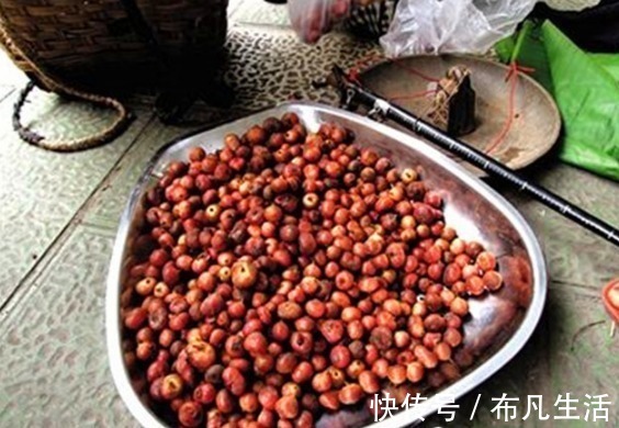 成熟时|以前农村不起眼的这种野果，现已大量种植，80元一斤还在涨